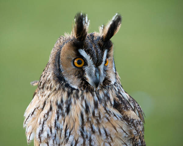 Animals Poster featuring the photograph Owl Portrait by Dennis Dame