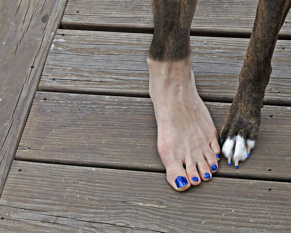 Fur Poster featuring the digital art Painted Toenails and Dog Claws by Harold Bonacquist