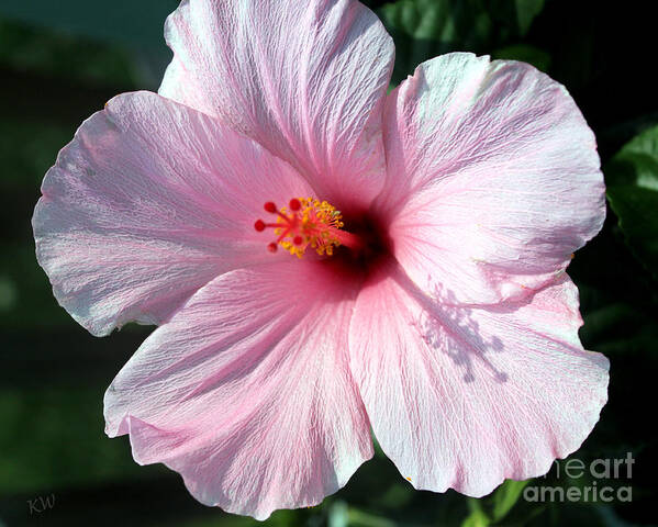 Pale Pink Hibiscus Poster featuring the photograph Pale Pink Hibiscus by Kathy White