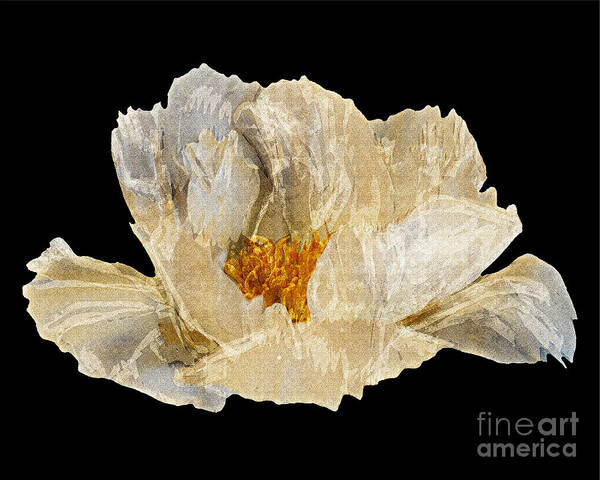 Diane Berry Poster featuring the photograph Paper Peony by Diane E Berry