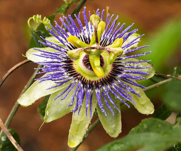 Passion Flower Poster featuring the photograph Passion Flower by Patricia Schaefer