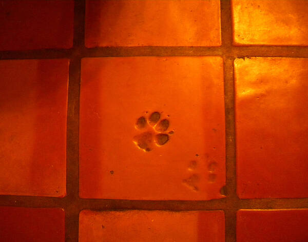 Paw Prints Poster featuring the photograph Paw Prints by Glory Ann Penington