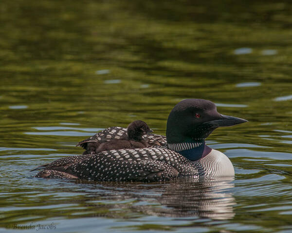 Common Loon Poster featuring the photograph Peeking From Under by Brenda Jacobs