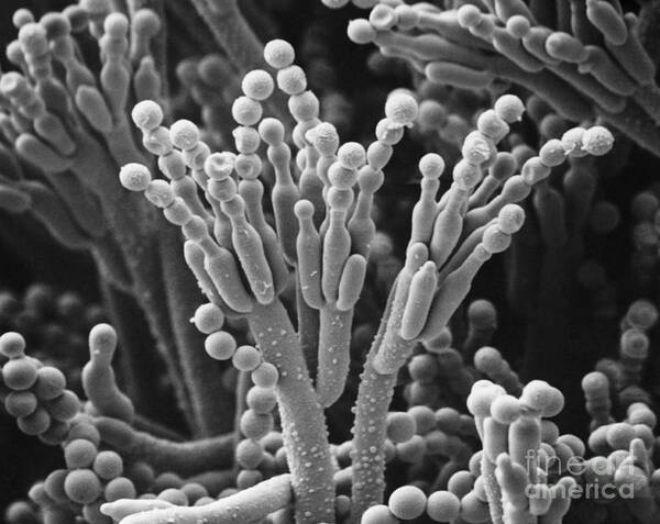 Biology Poster featuring the photograph Penicillium Camembertii Sem by Biophoto Associates