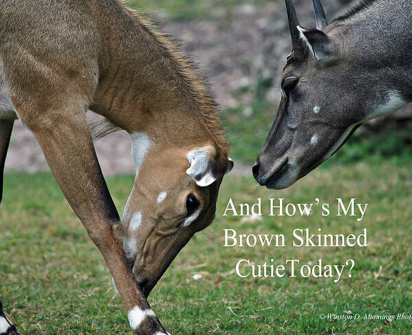 Antelope Poster featuring the photograph Nilgai Antelope #1 by Winston D Munnings