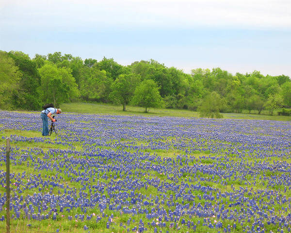 Photographing Bluebonnets Poster featuring the photograph Photographing Texas Bluebonnets by Connie Fox