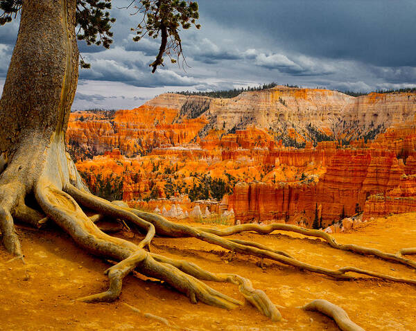 Bryce Canyon National Park Poster featuring the photograph Pine at Bryce by Jim Snyder