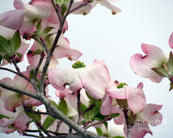 Spring Poster featuring the photograph Pink Dogwood I by Lili Feinstein