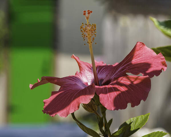 Rosa-sinensis Poster featuring the photograph Pink hibiscus and green door by Marianne Campolongo