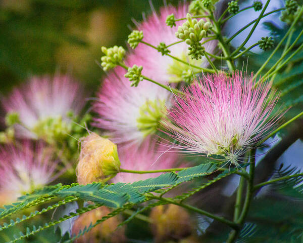 Flower Poster featuring the photograph Pink Pom Poms by Bill Pevlor