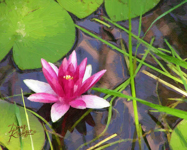 Pink Water Lily Painting By Doug Kreuger Poster featuring the painting Pink Water Lily by Doug Kreuger