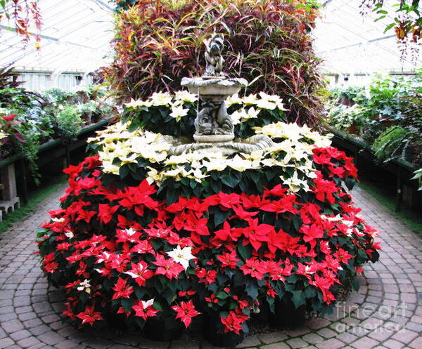 Botanical Gardens Poster featuring the photograph Poinsettias at Botanical Gardens with Oil Painting Effect by Rose Santuci-Sofranko