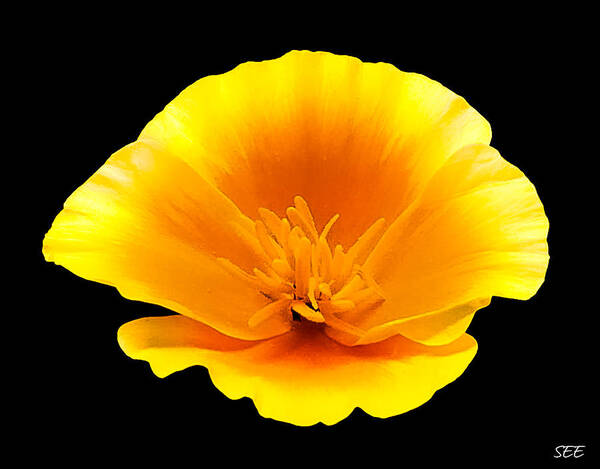 California Poppy Poster featuring the photograph Poppy Portrait by Susan Eileen Evans