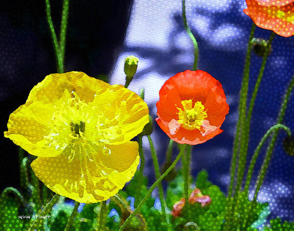 Flowers Poster featuring the photograph Poppy series - Soaking up Sunbeams by Moon Stumpp