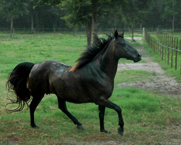 Horse Poster featuring the photograph Prancing Mare by Norman Johnson