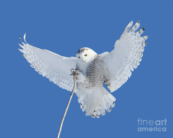 Snowy Owls Poster featuring the photograph Precision is one of my many attributes by Heather King