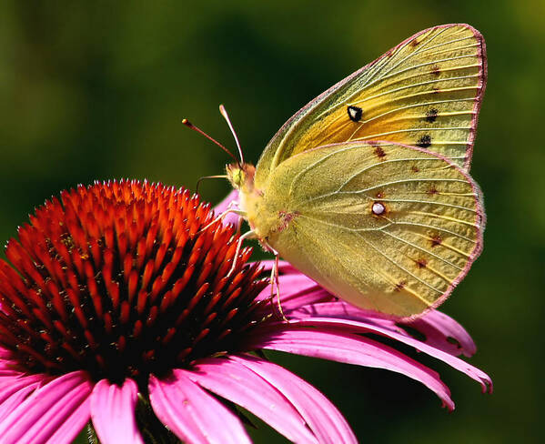 Flower Poster featuring the photograph Pretty as a Butterfly by Roger Becker