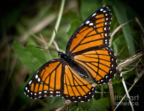Monarch Poster featuring the photograph Pretty Monarch by Cheryl Baxter