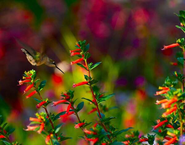 Hummingbird Poster featuring the photograph Prime Directive by Abbie Loyd Kern