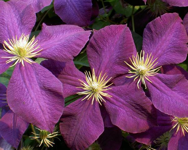 Purple Poster featuring the photograph Purple Clematis by Carolyn Jacob
