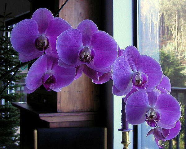 Flowers Poster featuring the photograph Purple Orchid by AJ Schibig
