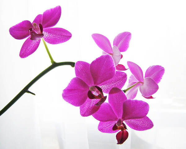 Orchid Poster featuring the digital art purple orchids II by Jane Schnetlage