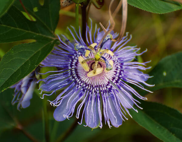 Flowers Poster featuring the photograph Purple Passion flower by Flees Photos