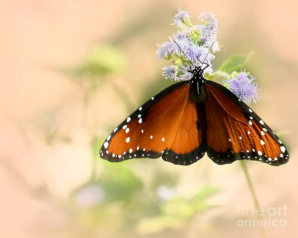 Angelic Poster featuring the photograph Queeny by Sabrina L Ryan