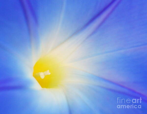 Morning Glory Poster featuring the photograph Radiance by Raena Wilson