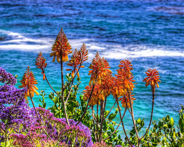 Red Poster featuring the photograph Red Aloe by the Pacific by Jim Carrell