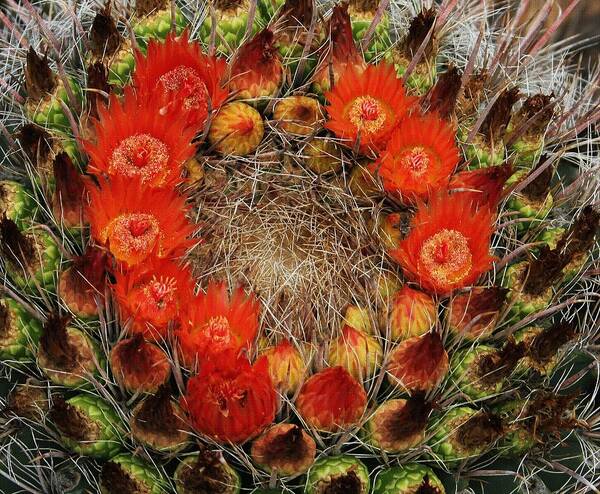Red Barel Cactus Flowers Poster featuring the photograph Red Barell Cactus Flowers by Tom Janca