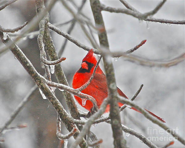Cardinals Poster featuring the photograph Red Cardinal Northern Bird by Peggy Franz