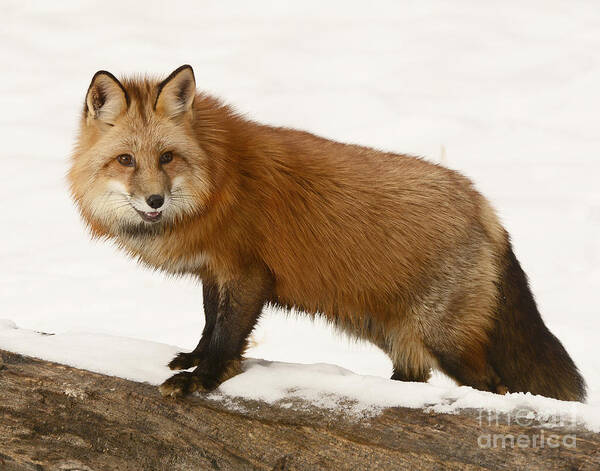 Mammal Poster featuring the photograph Red Fox by Dennis Hammer