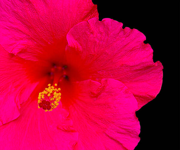 Flower Poster featuring the photograph Red Hibiscus by Andre Aleksis