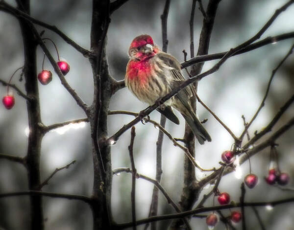 Red Birds Poster featuring the photograph REDS of WINTER by Karen Wiles