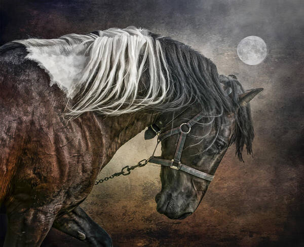 Horse Poster featuring the photograph Restless Moon by Brian Tarr