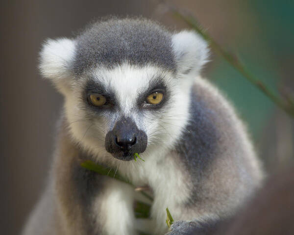 Ring Tailed Lemur Poster featuring the photograph Ring Tailed Lemur by Dusty Wynne