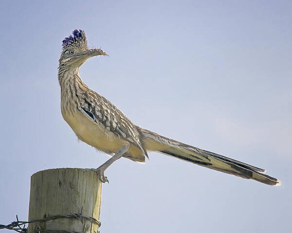 Road Runner Poster featuring the photograph Roadrunner on Fence Post by Michael Dougherty