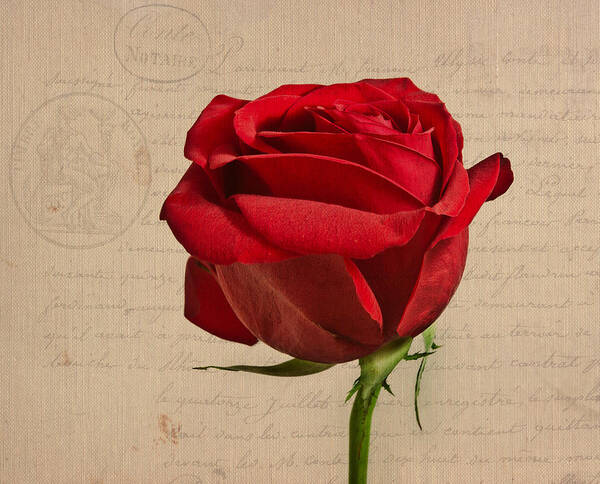 Rose Poster featuring the photograph Rose en Variation - s2at03a by Variance Collections