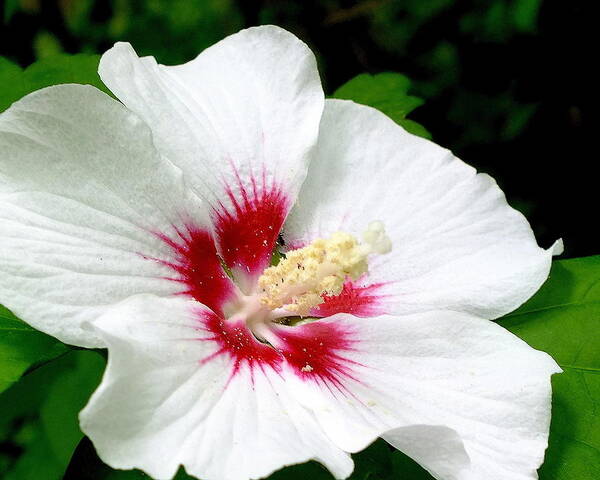 Hibiscus Poster featuring the photograph Rose of Sharon # 1 by Melissa Bittinger
