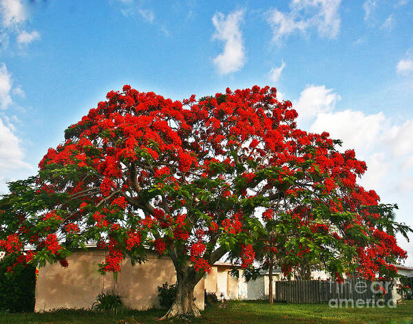 Tree Poster featuring the photograph Royal Panciana Tree by Joan McArthur