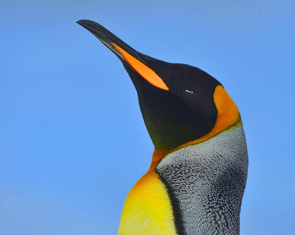 King Penguin Poster featuring the photograph Royal Squinting by Tony Beck