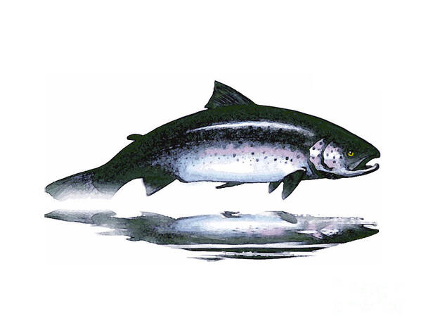 Atlantic Salmon Poster featuring the mixed media Salar - the Leaper by Art MacKay