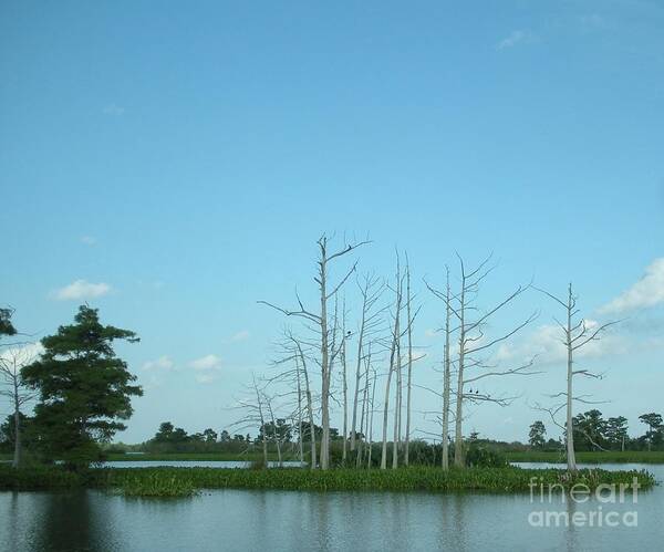 Cypress Trees Poster featuring the photograph Scenic Swamp Cypress Trees by Joseph Baril