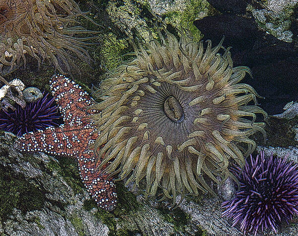Sea Urchins Poster featuring the digital art Sea life by Ernest Echols