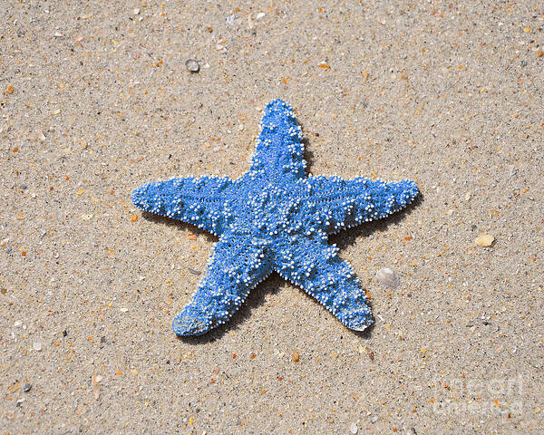 Sea Star Poster featuring the photograph Sea Star - Light Blue by Al Powell Photography USA