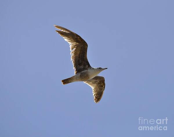 Seagull Poster featuring the photograph Seagull n Light by Bridgette Gomes