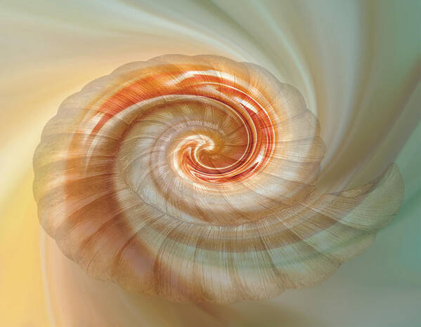 Seashell Poster featuring the digital art Seashell Swirl by Nina Bradica