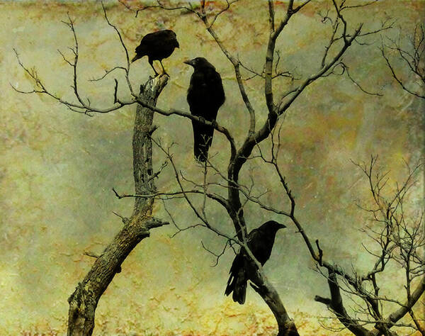 Crows Poster featuring the photograph Secretive Crows by Gothicrow Images