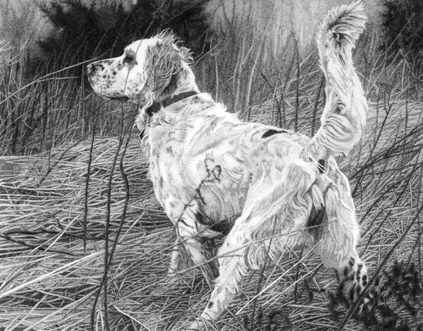 English Setter Poster featuring the drawing Setter in the Field by Rob Christensen